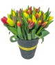 50-tulipanu-brno