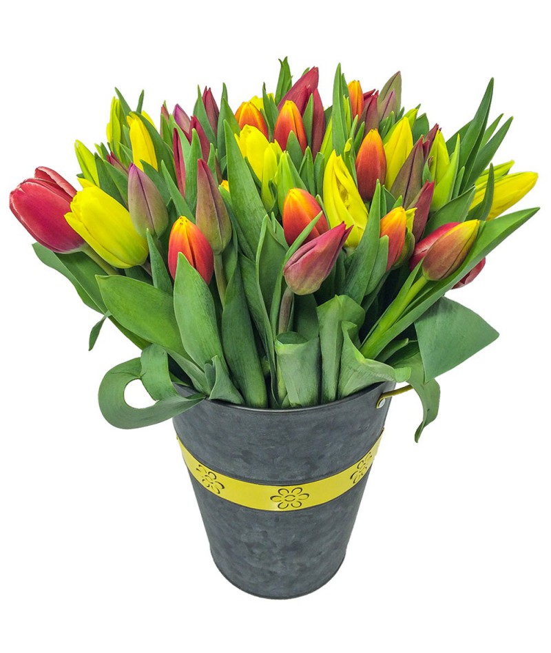 50-tulips-brno
