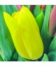 50-tulipanu-brno