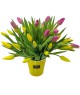 30 barevných tulipánů