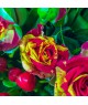 ruze-tulipany-doruceni-brno