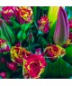 ruze-tulipany-doruceni-brno
