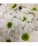 white-daisies-delivery-brno