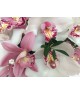 box-orchids-delivery-brno